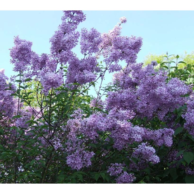 Kiinankutrio Violacea (Kukinta)