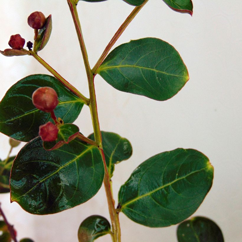 Kiinankutrio Violacea (Lehvistö)