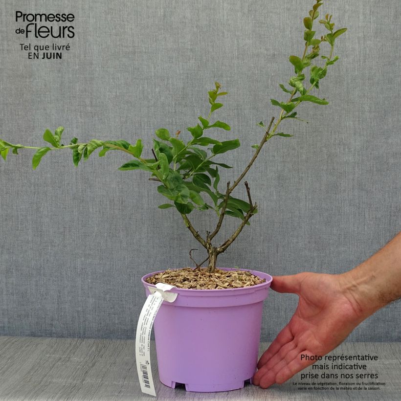 Esimerkki kesällä toimitetusta Kiinankutrio Violacea Pot de 2L/3L-taimesta