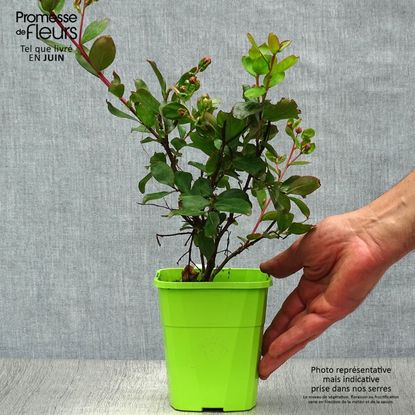 Esimerkki kesällä toimitetusta Kiinankutrio With Love Eternal Pot de 3L/4L-taimesta