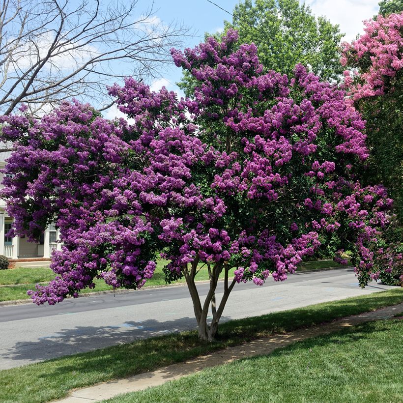 Kiinankutrio Violacea (Kasvutapa)