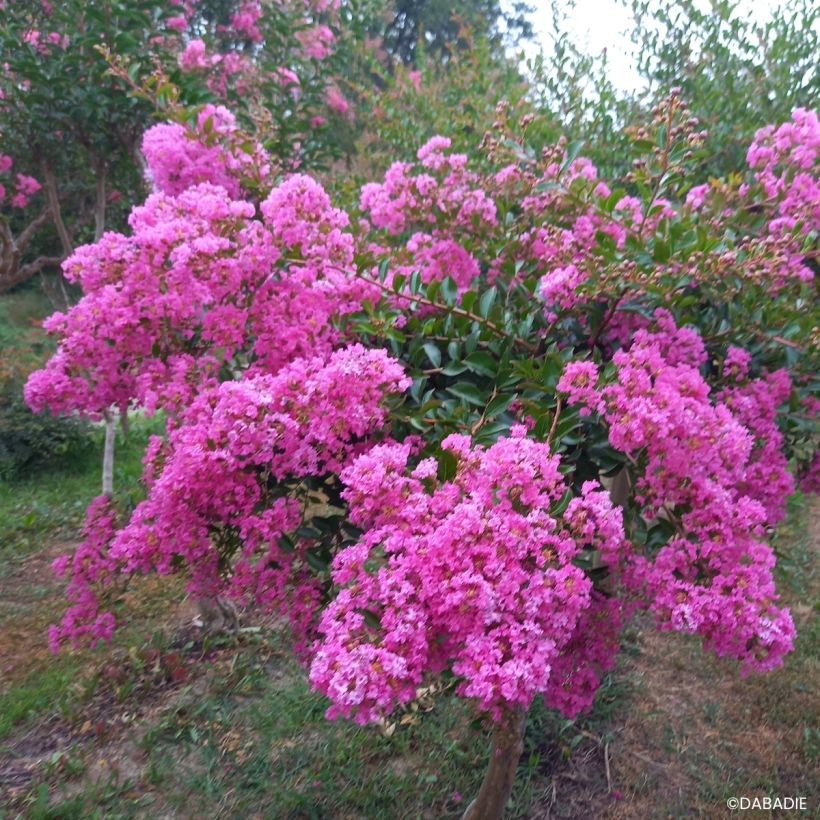 Kiinankutrio Mimie Rose (Kasvutapa)