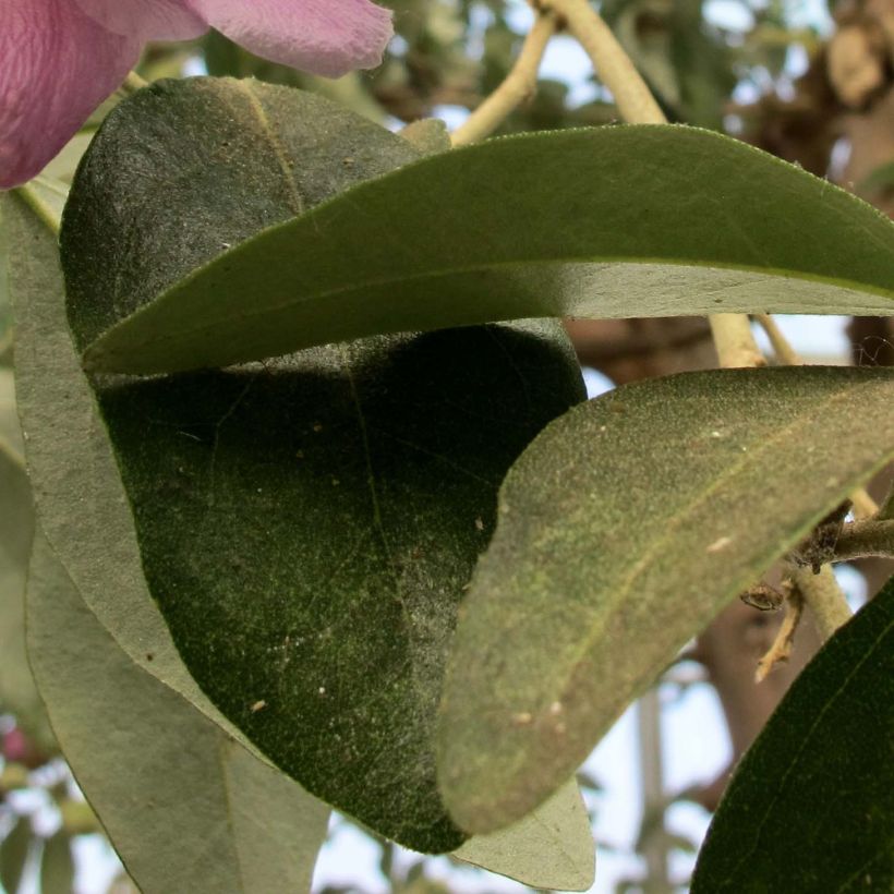 Lagunaria patersonii (Lehvistö)