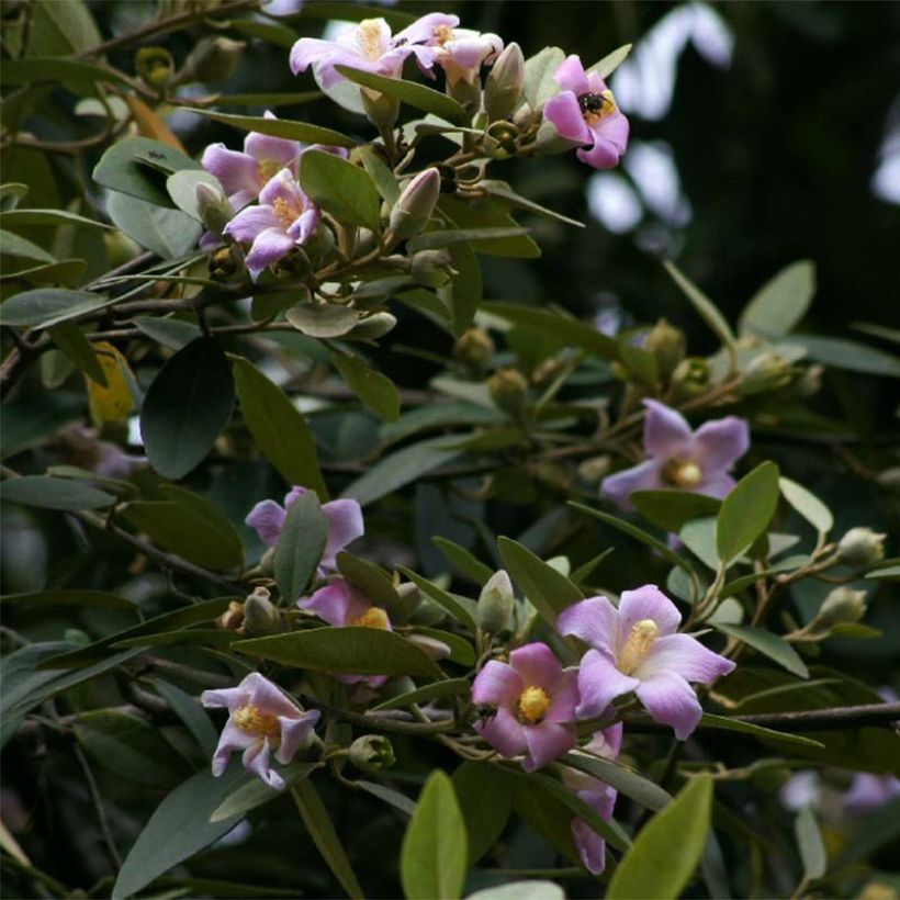 Lagunaria patersonii (Kukinta)