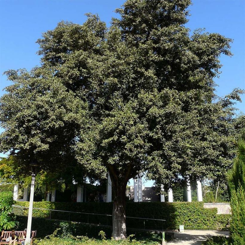 Lagunaria patersonii (Kasvutapa)