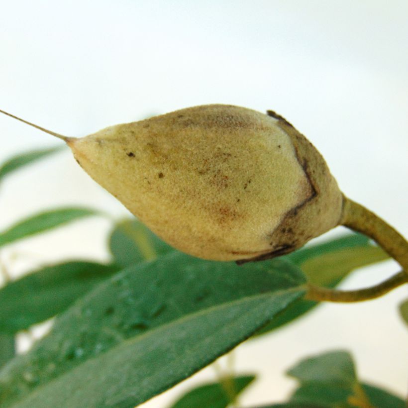 Lagunaria patersonii (Sadonkorjuu)