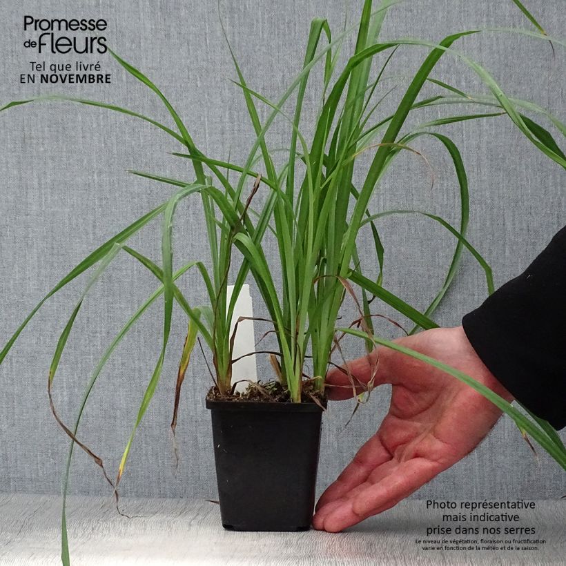 Esimerkki syksyllä toimitetusta Vankkasara - Carex riparia 8/9 cm taimiruukku-taimesta
