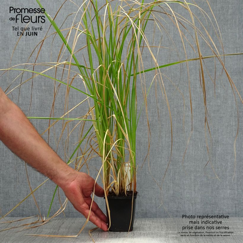 Esimerkki kesällä toimitetusta Vankkasara - Carex riparia Godet de 8/9 cm-taimesta