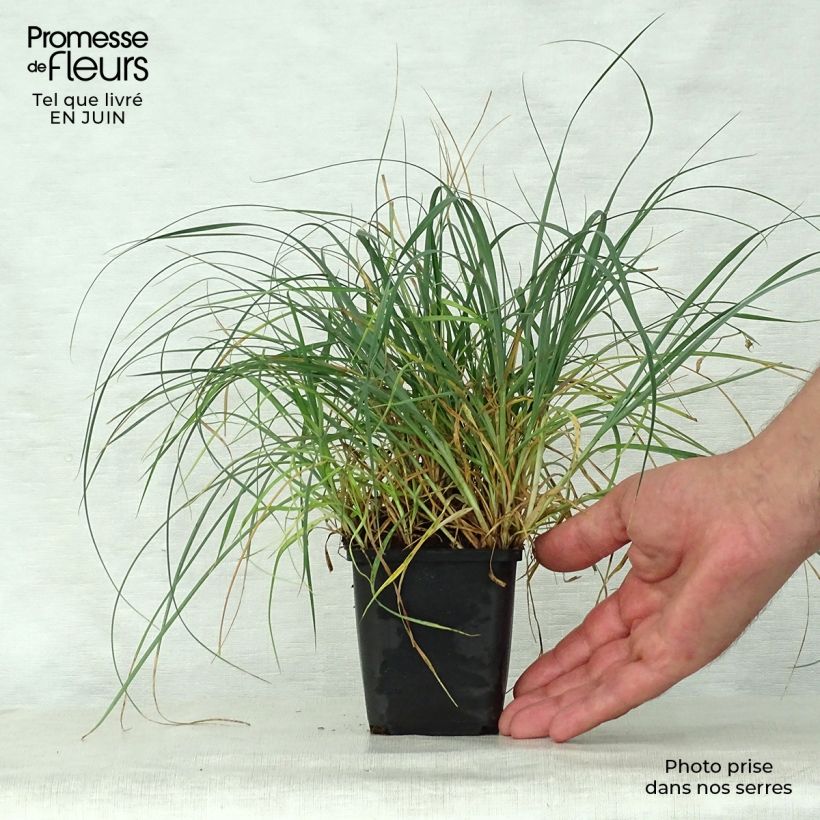 Esimerkki kesällä toimitetusta Hirssisara - Carex panicea Godet de 8/9 cm-taimesta