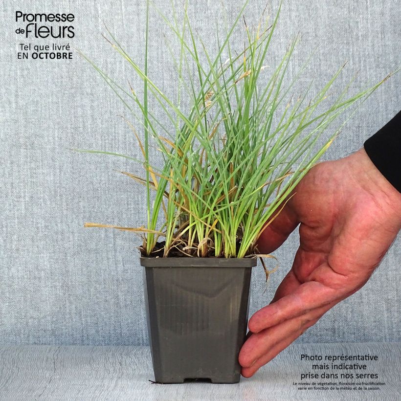 Esimerkki syksyllä toimitetusta Hirssisara - Carex panicea 8/9 cm taimiruukku-taimesta