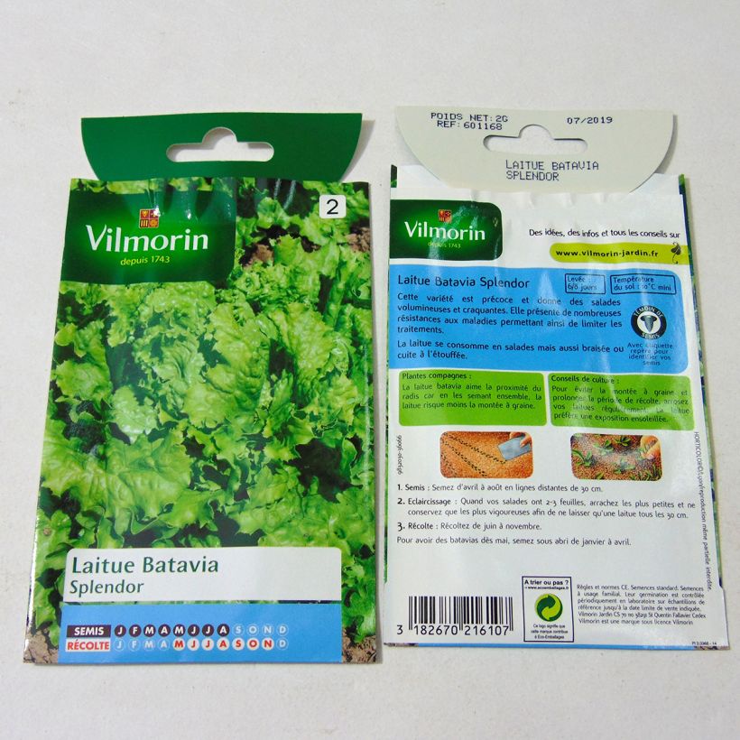 Esimerkki toimitetusta Bataviasalaatti Splendor - Vilmorin 1600 siemenen pussi (2g)-taimesta