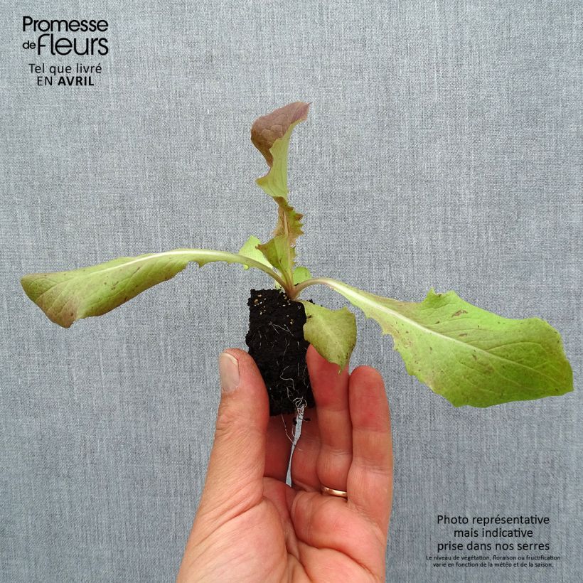 Esimerkki keväällä toimitetusta Salaatti Picholine taimena Paakku 4 cm x 4,5 cm-taimesta