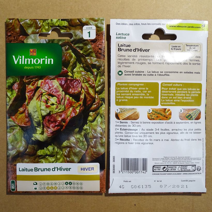Esimerkki toimitetusta Sidesalaatti Brune d'Hiver - Vilmorin 3200 siemenen pussi (4g)-taimesta