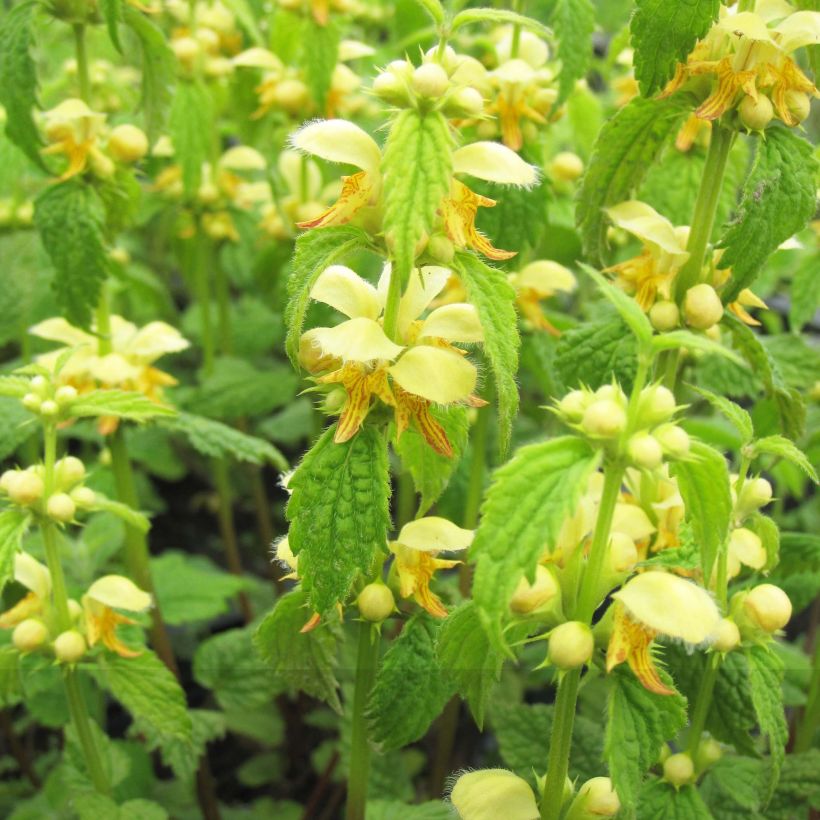 Keltapeippi - Lamium galeobdolon (Kukinta)