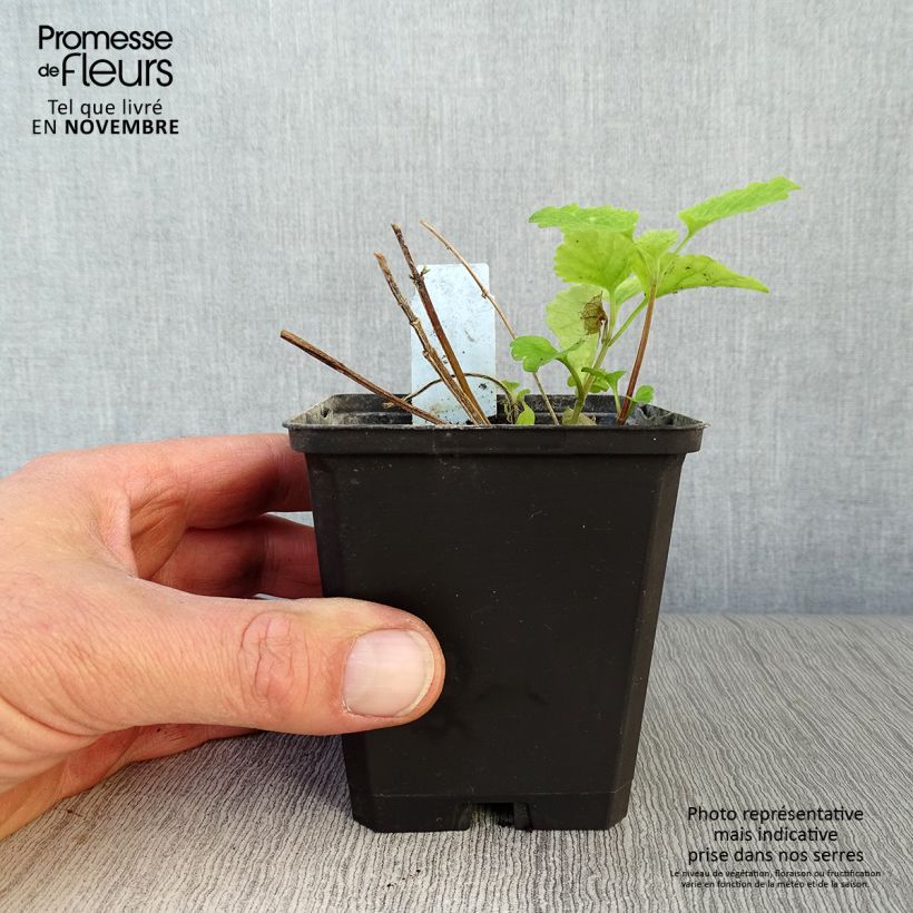 Esimerkki syksyllä toimitetusta Keltapeippi Florentinum 8/9 cm taimiruukku-taimesta