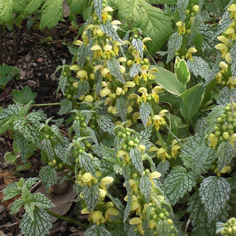 Keltapeippi Hermann's Pride (Kukinta)