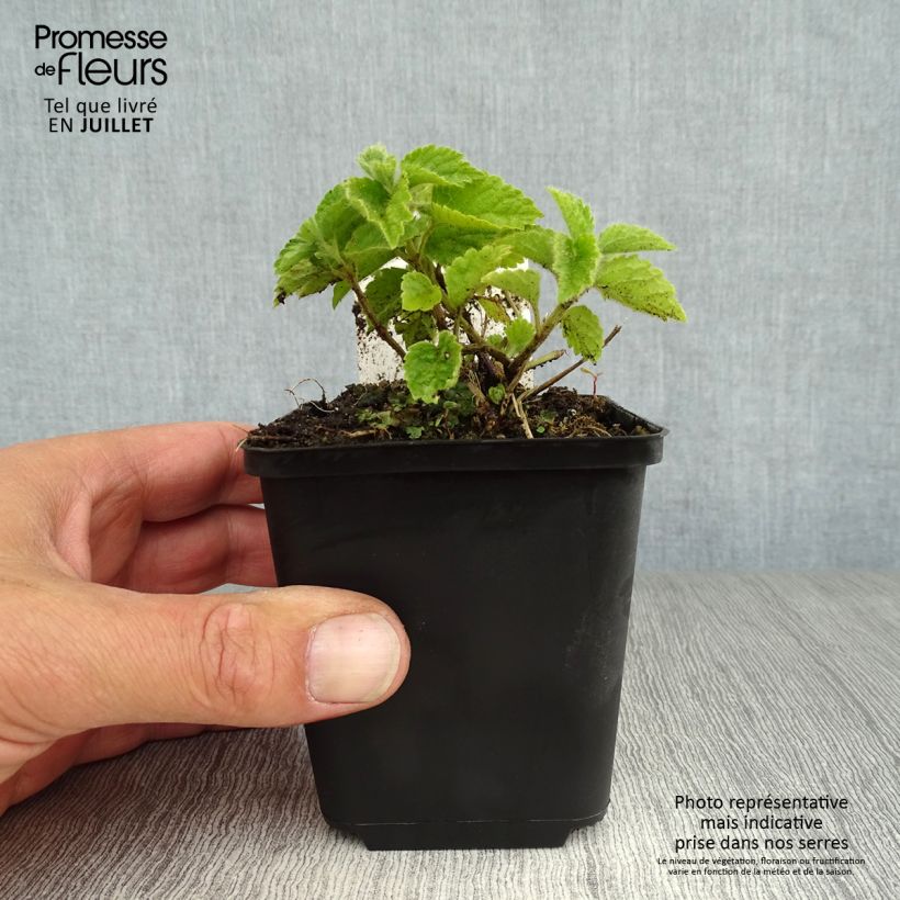 Esimerkki kesällä toimitetusta Keltapeippi - Lamium galeobdolon Godet de 8/9 cm-taimesta