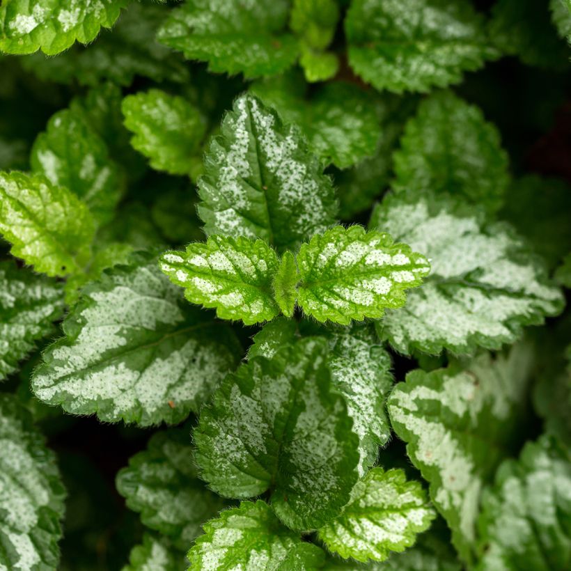 Keltapeippi - Lamium galeobdolon (Lehvistö)