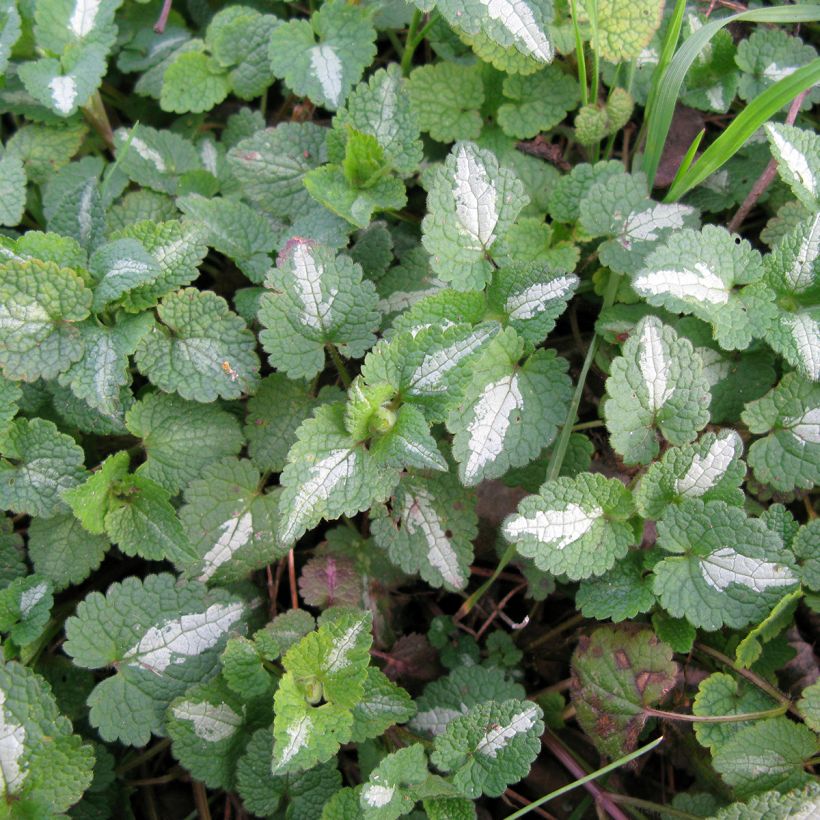 Täpläpeippi Album (Lehvistö)