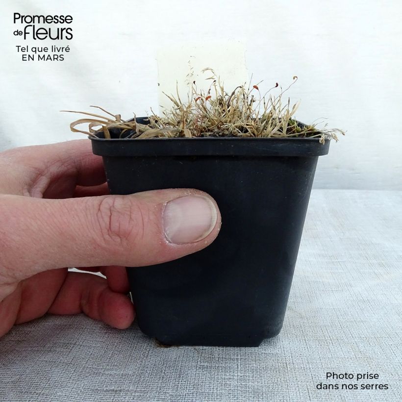 Esimerkki keväällä toimitetusta Täpläpeippi Golden Nuggets Godet de 8/9 cm-taimesta