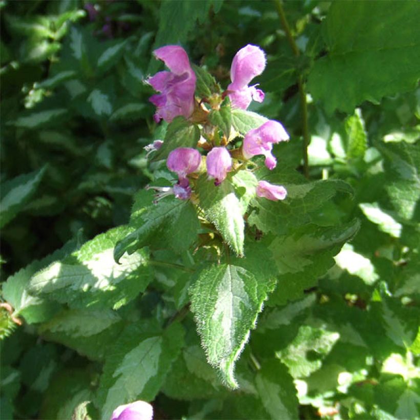 Täpläpeippi Pink Pewter (Kukinta)