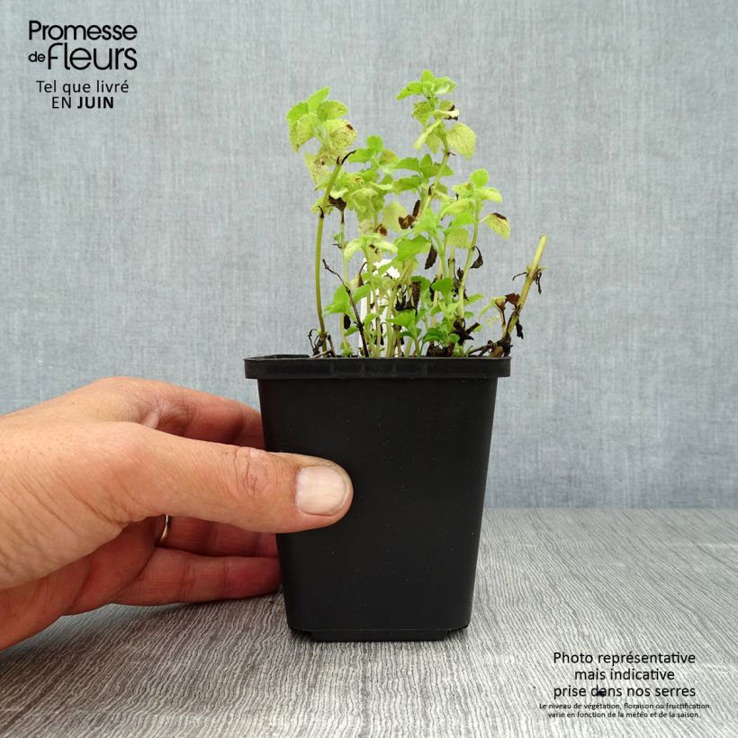Esimerkki kesällä toimitetusta Täpläpeippi Pink Pewter Taimiruukku 8/9 cm-taimesta