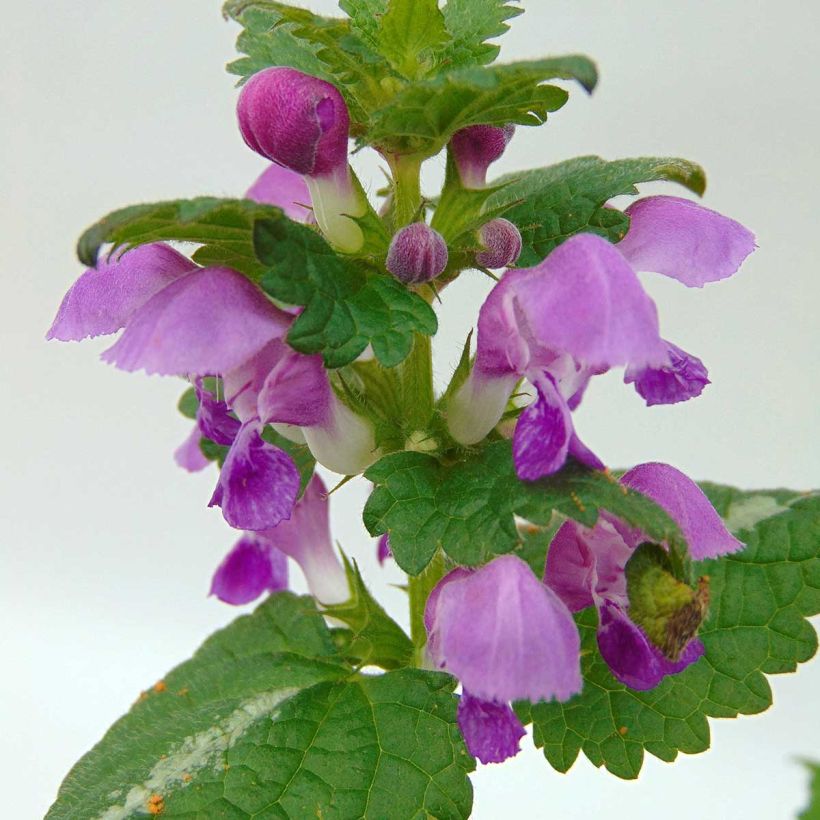 Täpläpeippi Roseum (Kukinta)