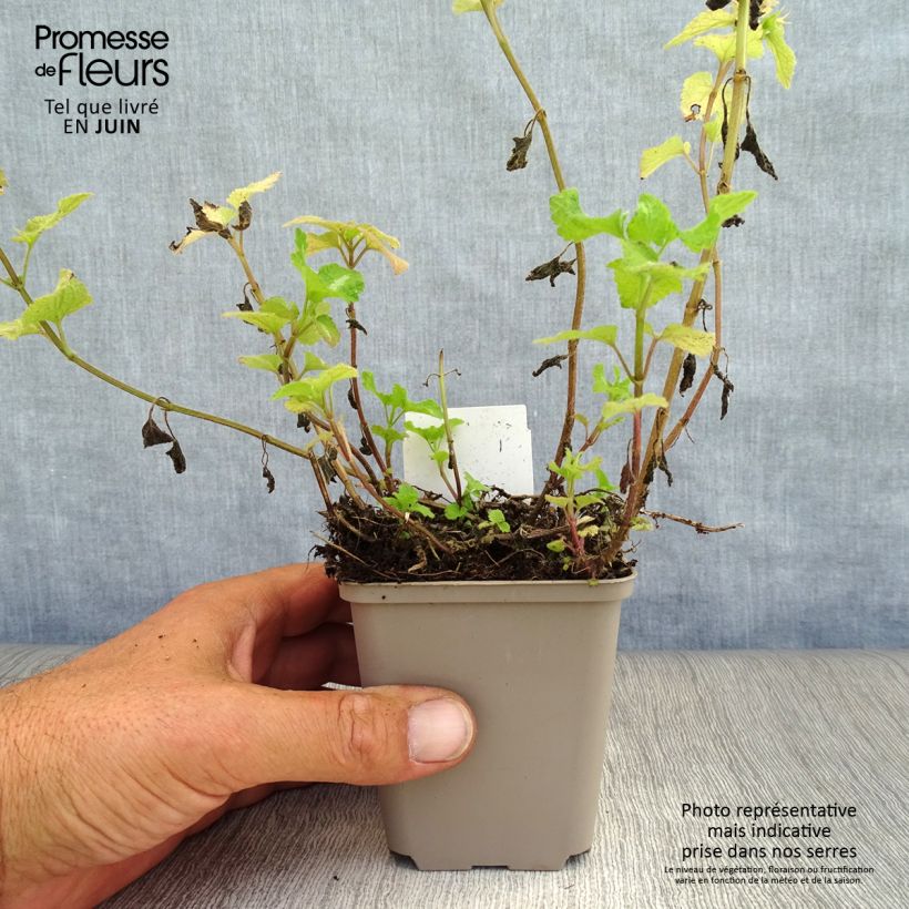 Esimerkki kesällä toimitetusta Täpläpeippi Roseum Godet de 8/9 cm-taimesta