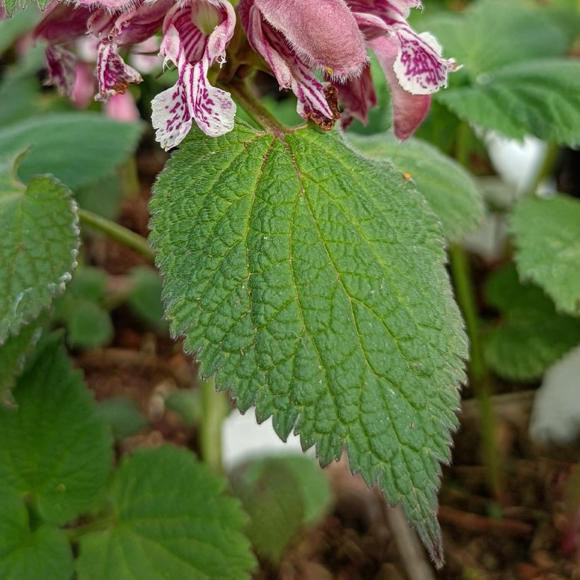 Samettipeippi - Lamium orvala (Lehvistö)