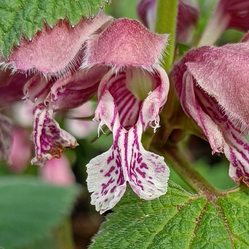Samettipeippi - Lamium orvala (Kukinta)
