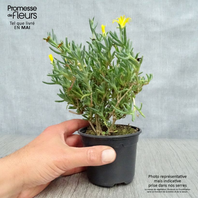Esimerkki keväällä toimitetusta Oranssihelopäivikki Fleurs jaunes Godet de 8/9 cm-taimesta