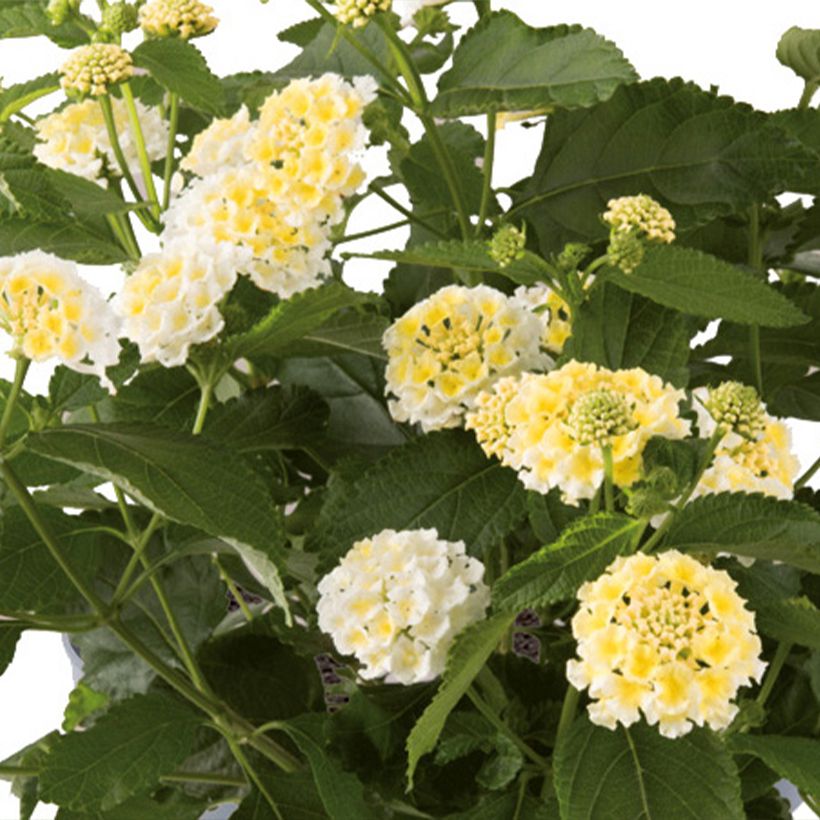 Kirjotulikruunu Bloomify White (Kukinta)