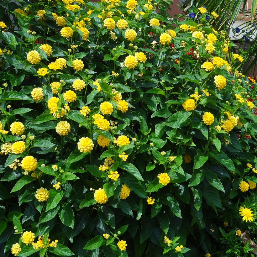 Kirjotulikruunu Chapel Hill Yellow (Kasvutapa)