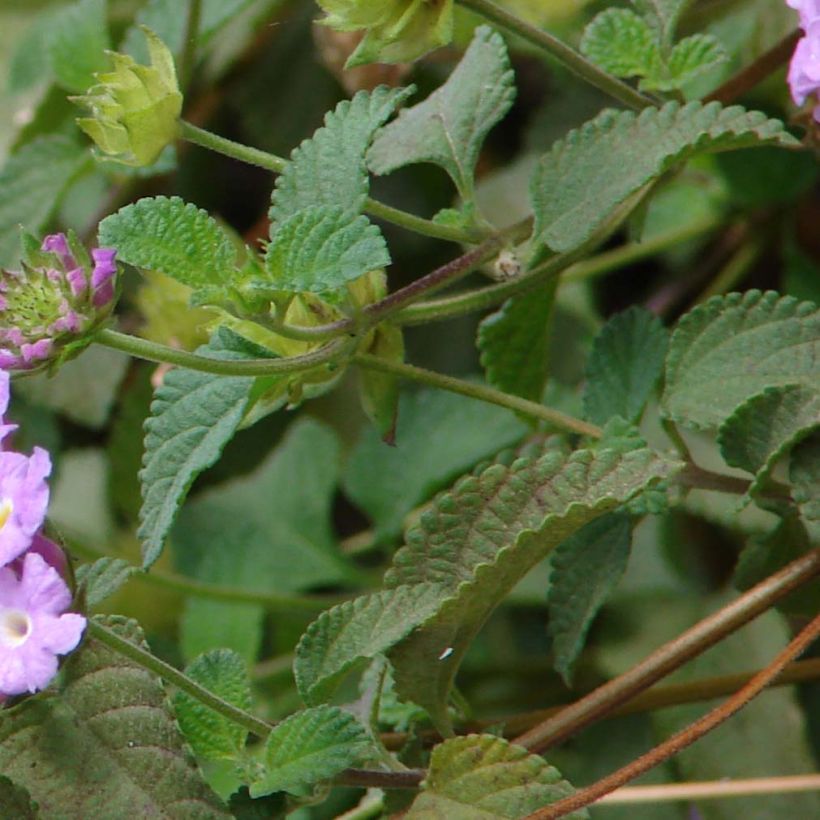 Pikkutulikruunu Mauve (Lehvistö)