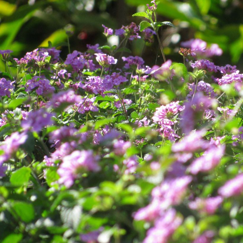 Pikkutulikruunu Mauve (Kukinta)