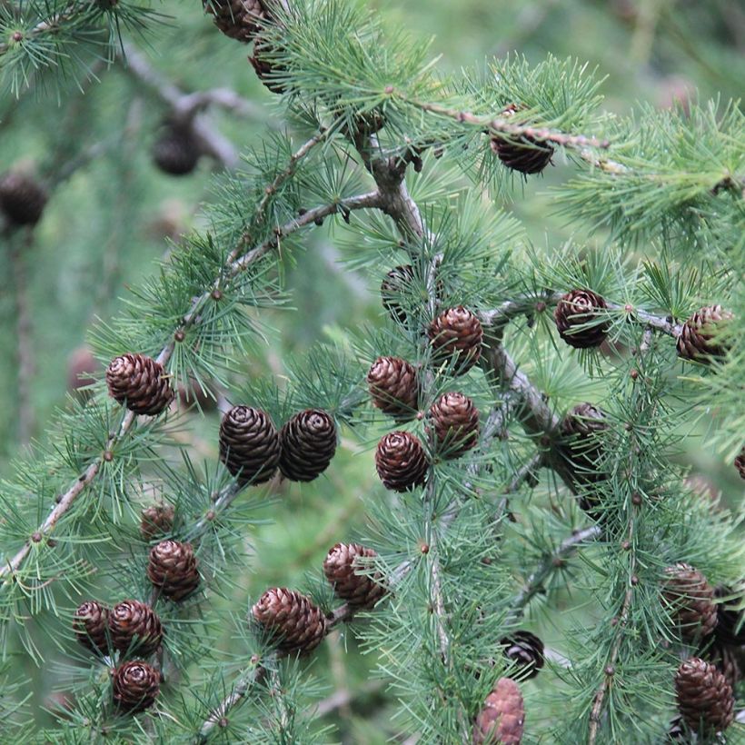 Euroopanlehtikuusi - Larix decidua (Lehvistö)