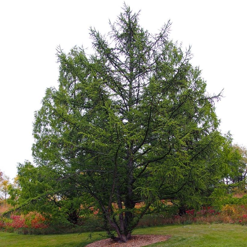 Euroopanlehtikuusi - Larix decidua (Kasvutapa)