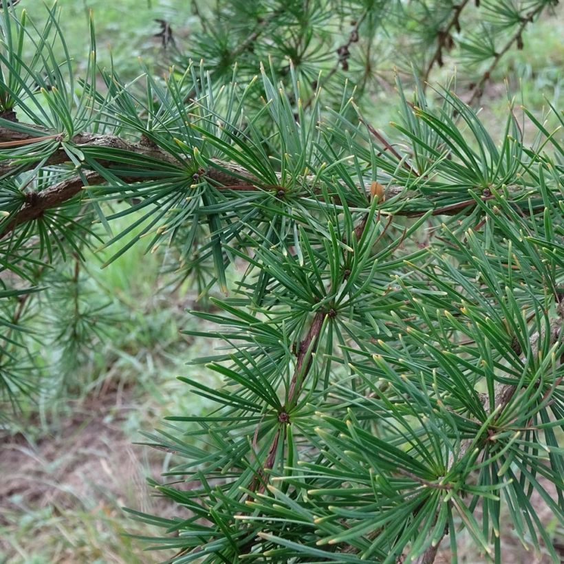 Japaninlehtikuusi - Larix kaempferi (Lehvistö)