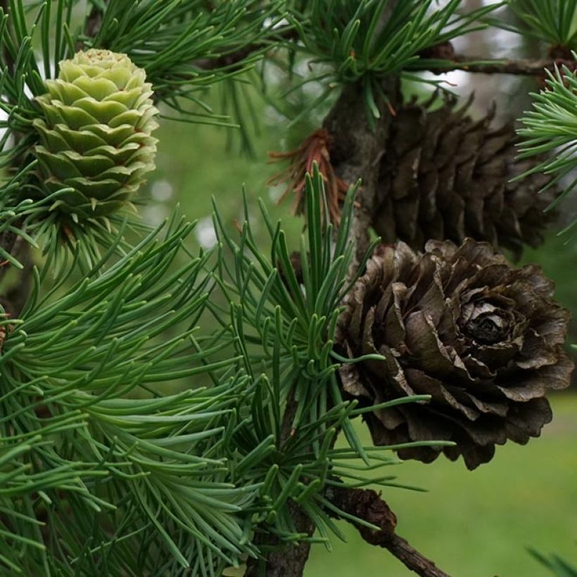 Japaninlehtikuusi - Larix kaempferi (Sadonkorjuu)