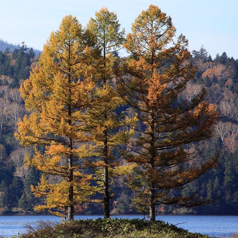 Japaninlehtikuusi - Larix kaempferi (Kasvutapa)