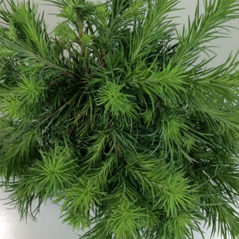 Japaninlehtikuusi Blue Dwarf (Lehvistö)