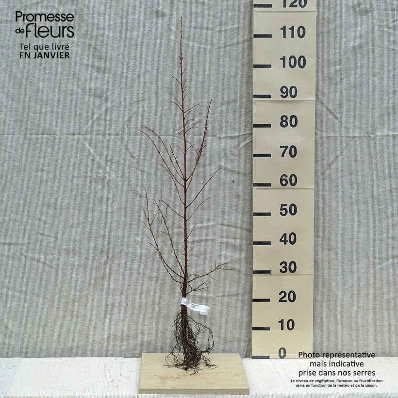 Esimerkki talvella toimitetusta Japaninlehtikuusi - Larix kaempferi Paljasjuurinen-taimesta
