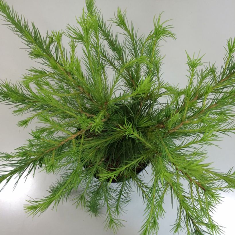 Kanadanlehtikuusi Arethusa Bog (Lehvistö)