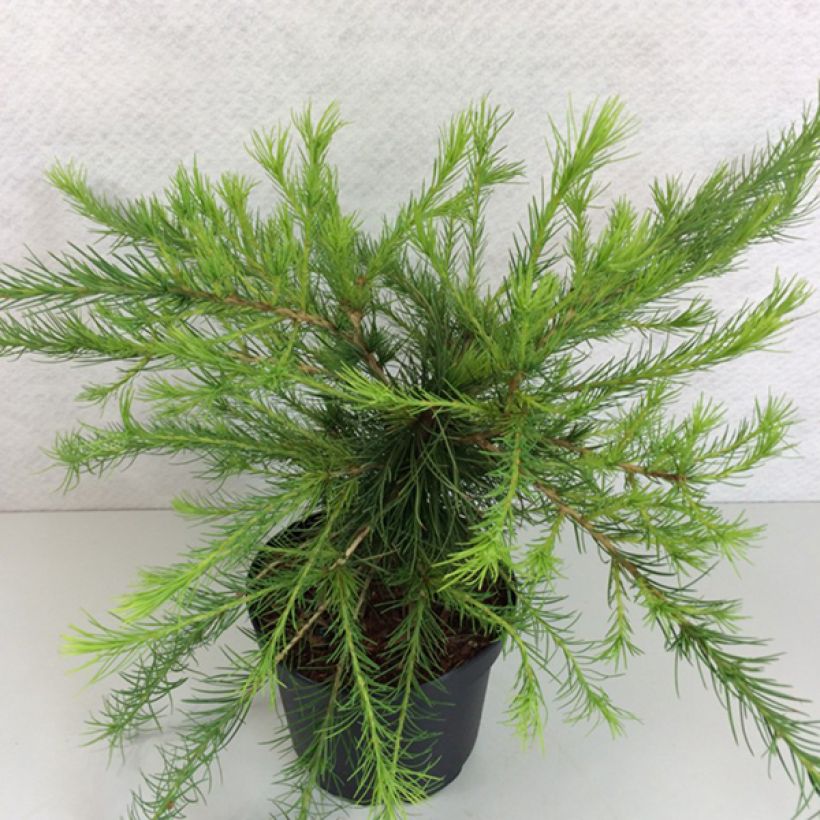 Kanadanlehtikuusi Arethusa Bog (Kasvutapa)