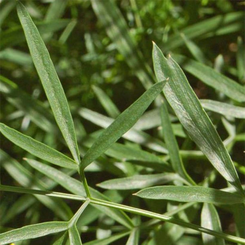 Laserpitium siler (Lehvistö)