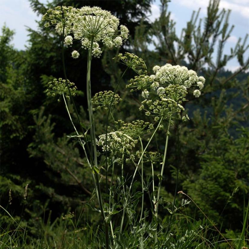 Laserpitium siler (Kukinta)