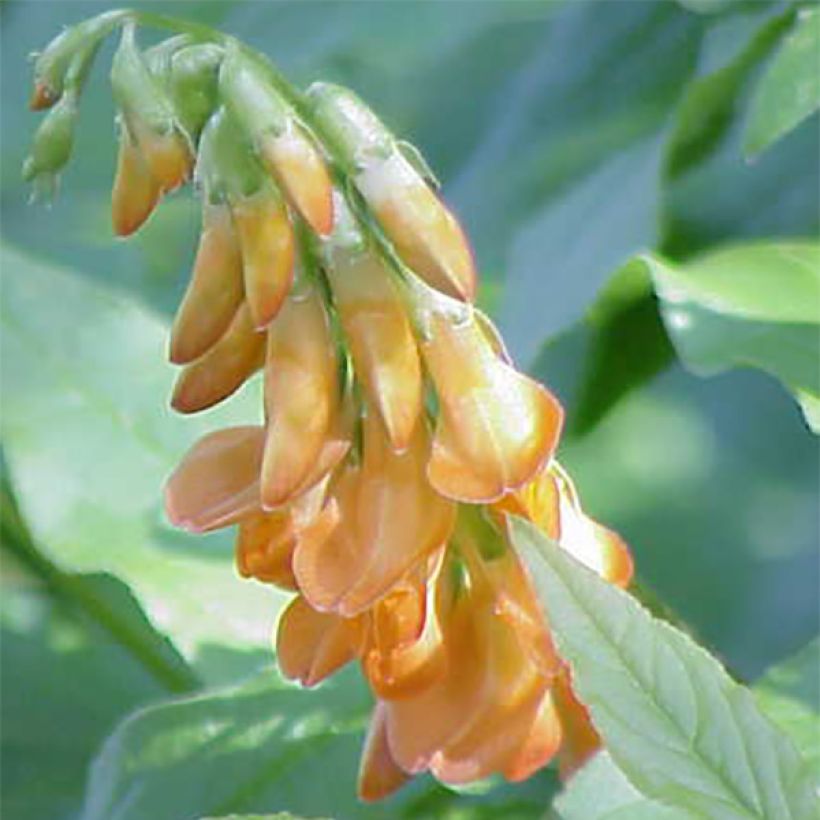 Kultalinnunherne - Lathyrus aureus (Kukinta)
