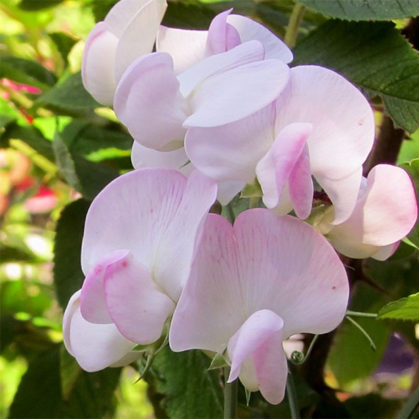 Ruusunätkelmä Pink Pearl (Kukinta)