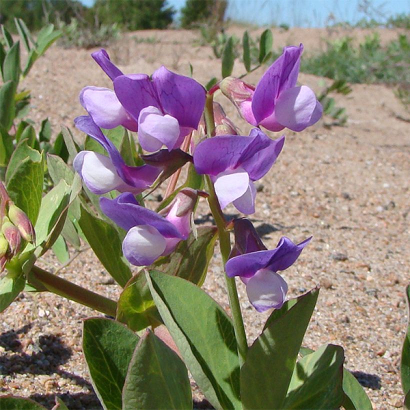 Merinätkelmä - Lathyrus maritimus (Kukinta)