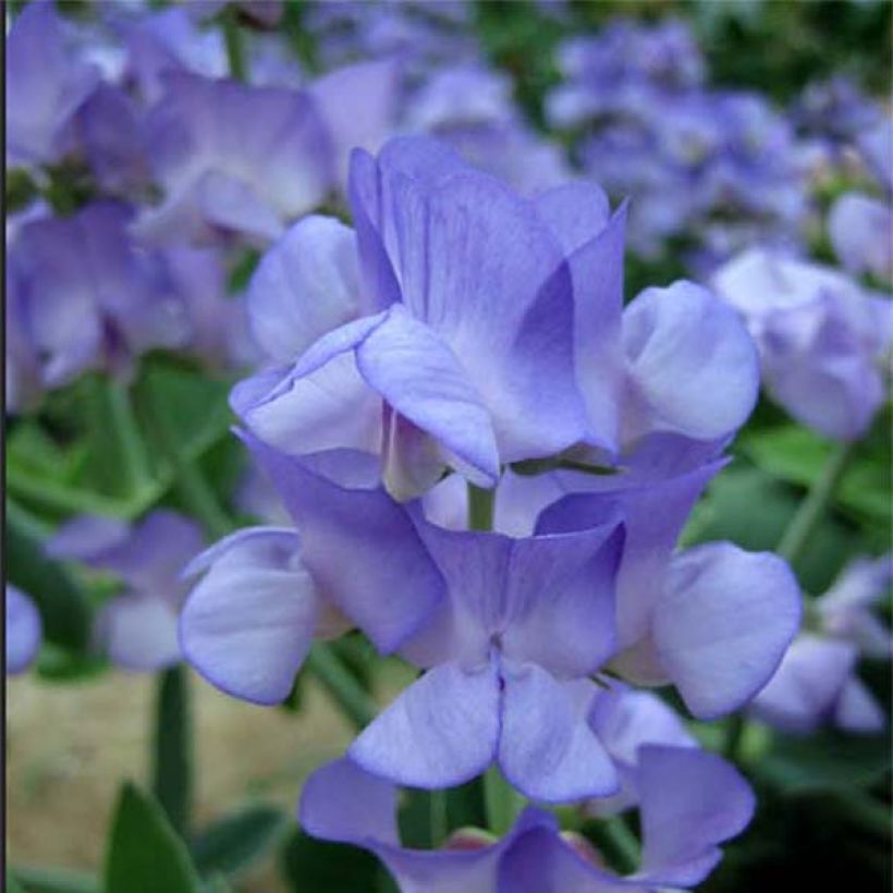 Kultalinnunherne Lord Anson's Pea (siemenet) (Kukinta)